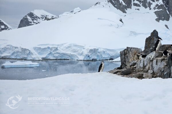 Buchtblick von Jougla Point aus mit Pinguin im Bild.