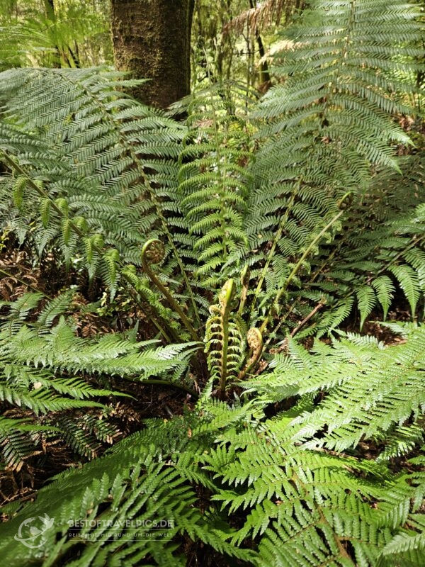 Regenwald nahe Melbourne - 2.