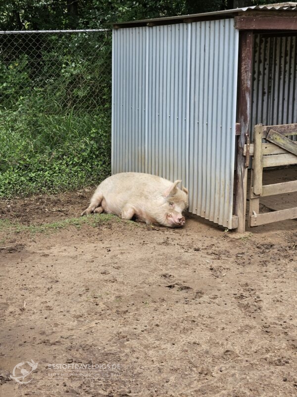 Schwein im Lone Pine Koala Sanctuary.