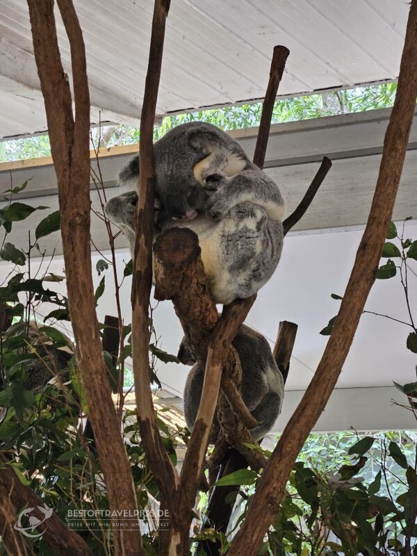 Lone Pine Koala Sanctuary.