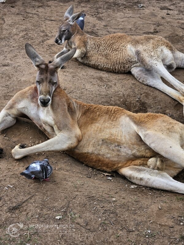 Känguru im Lone Pine Koala Sanctuary.
