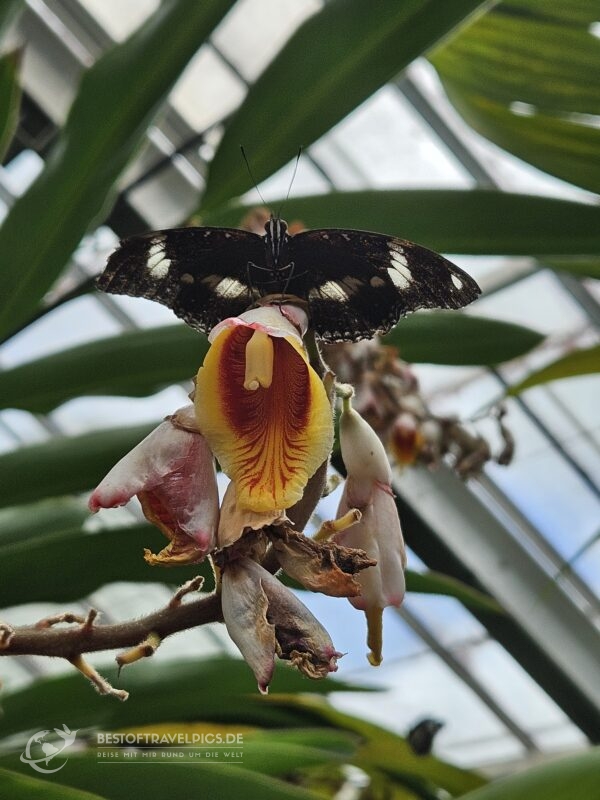Kuranda Schmetterlingspark.