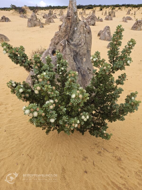 Pinnacles Wüste - 2.