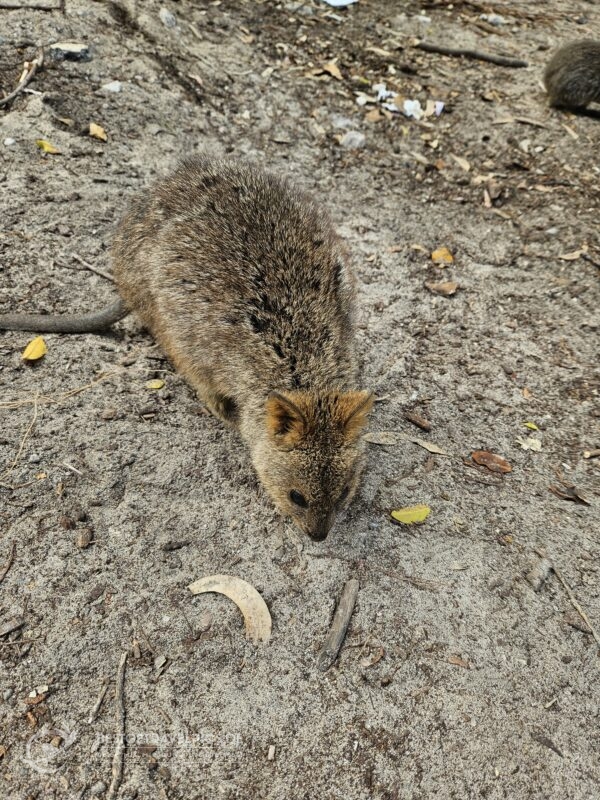 Rottnest Island - Quokka.