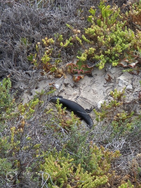 Rottnest Island - 8.