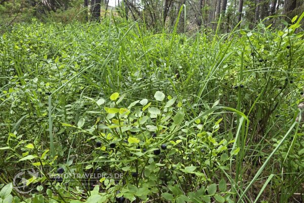 Nuuksio Nationalpark - 4 - Wilde Heidelbeeren