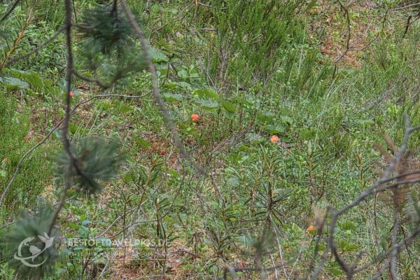 Nuuksio Nationalpark - 5 - Wilde Moltebeeren