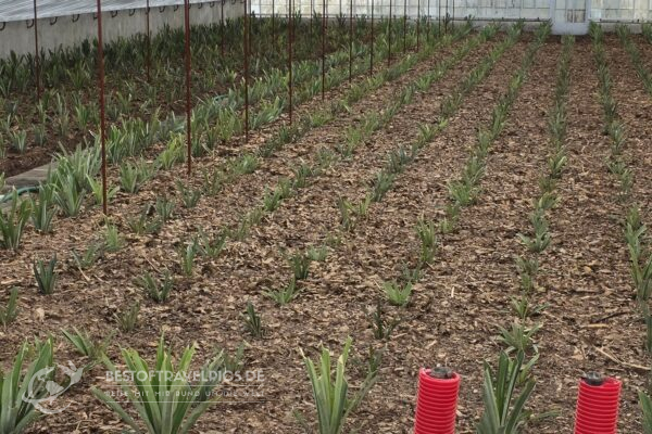 Azoren - 10 - Ananasplantage