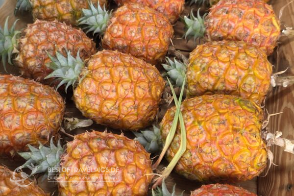 Azoren - 11 - Ananasplantage