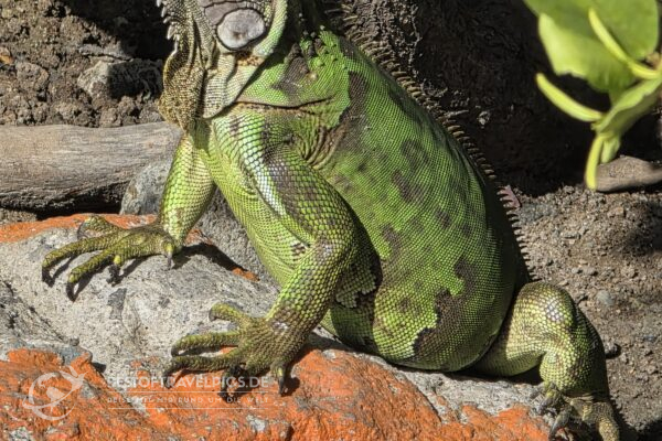 Sint Maarten/Saint Maarten - 8