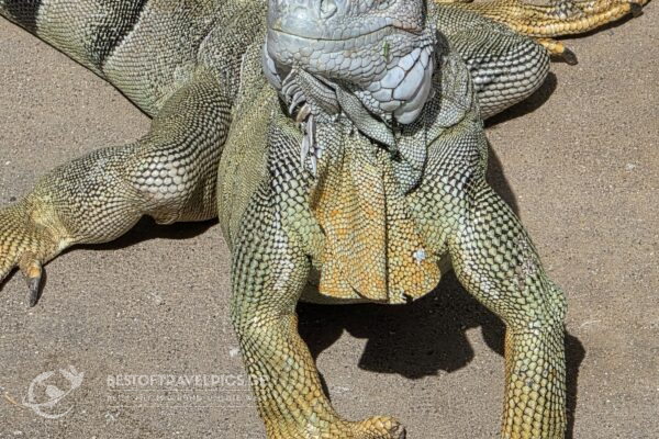 Sint Maarten/Saint Maarten - 10