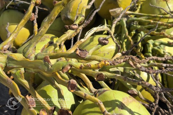 Sint Maarten/Saint Maarten - 11