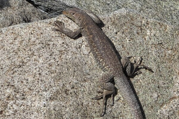 Sint Maarten/Saint Maarten - 13