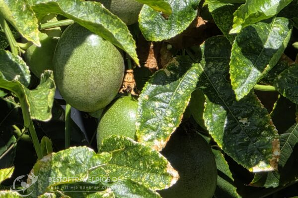 Réunion - 2 - Mango