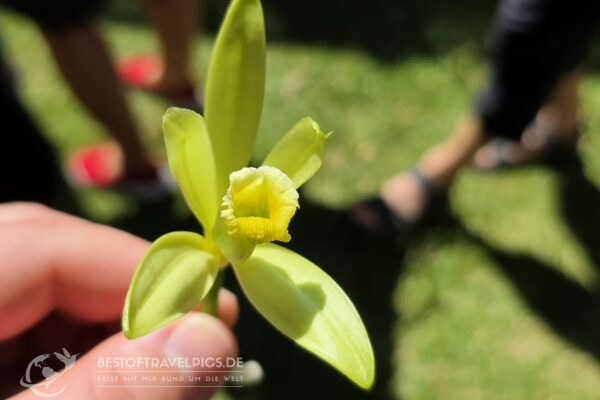 Réunion - 3 - Vanilleblüte