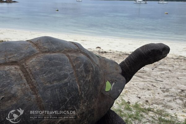 Seychellen - 32 - Curieuse