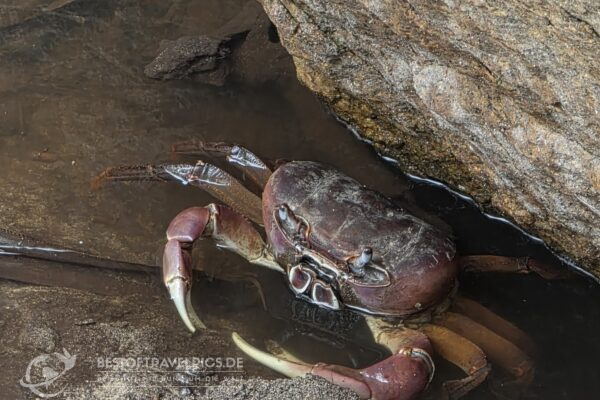 Seychellen - 33 - Curieuse