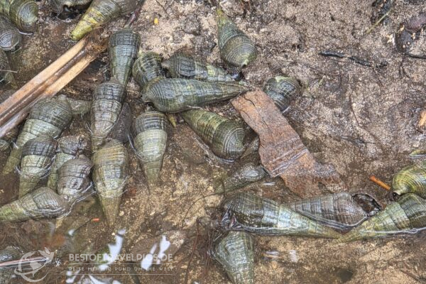 Seychellen - 34 - Curieuse