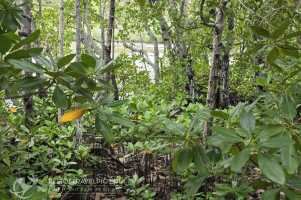 Seychellen - 36 - Curieuse