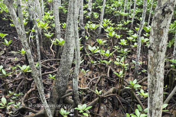 Seychellen - 38 - Curieuse