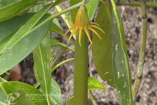 Seychellen - 39 - Curieuse