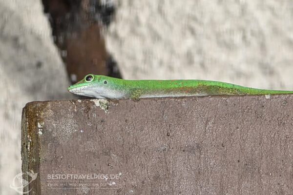 Seychellen - 41 - Curieuse