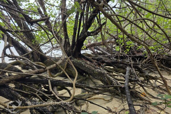 Seychellen - 44 - Curieuse