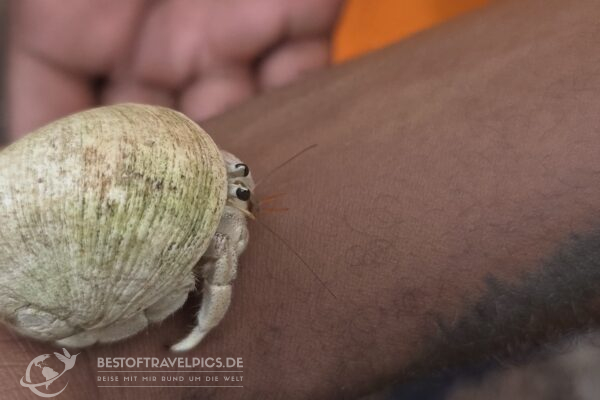 Seychellen - 45 - Curieuse