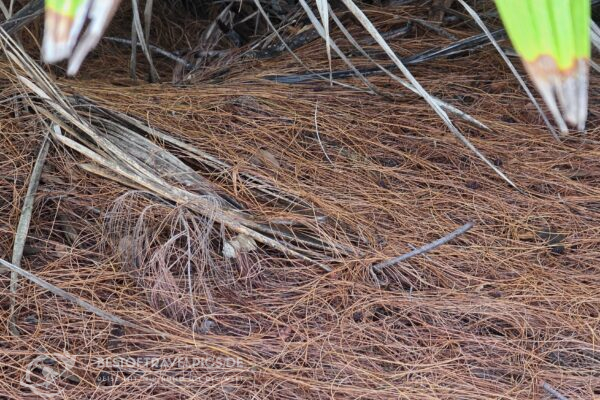 Seychellen - 46 - Curieuse