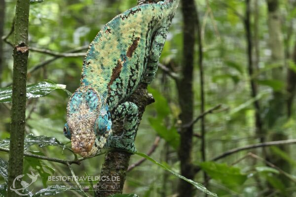 Madagaskar - 15 - Chamäleon