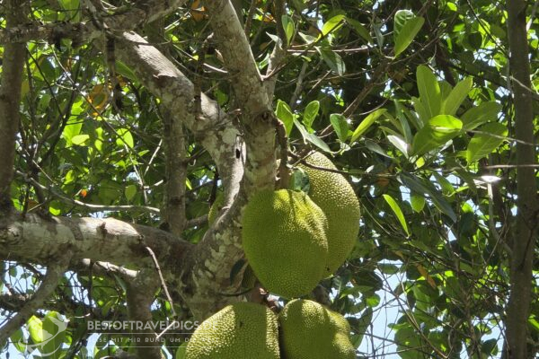 Madagaskar - 23 - Jackfrucht