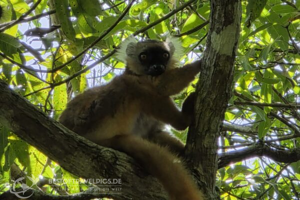 Madagaskar - 26 - Lemuren