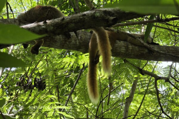 Madagaskar - 27 - Lemuren