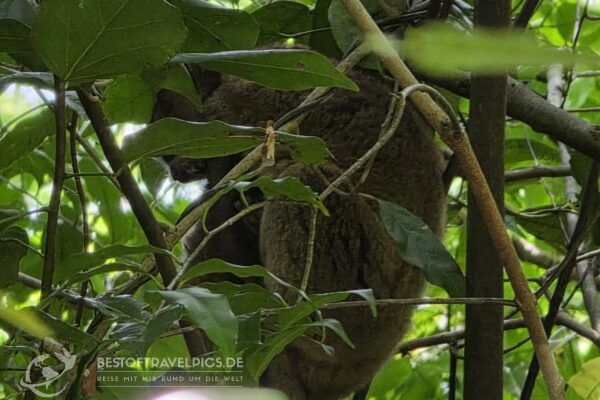 Madagaskar - 28 - Lemuren