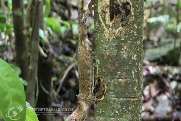 Madagaskar - 29 - Chamäleon