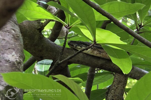 Madagaskar - 30 - Boa