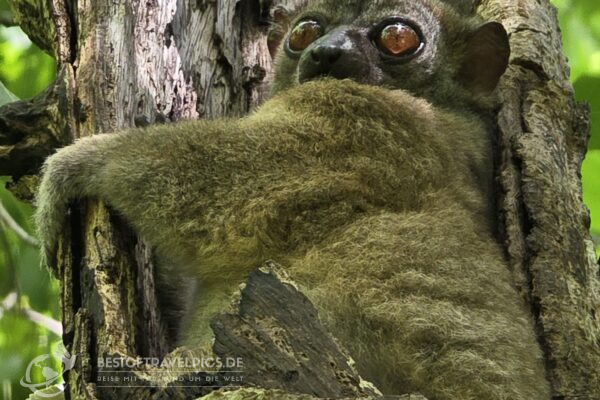 Madagaskar - 31 - Lemuren