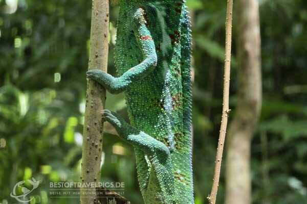 Madagaskar - 32 - Chamäleon