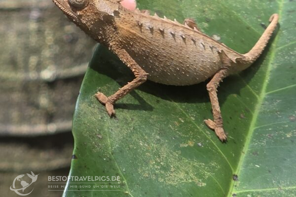 Madagaskar - 33 - Chamäleon